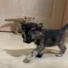 個性的なサビ柄の女の子ラムちゃん サムネイル3