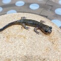 エゾサンショウウオ