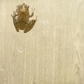 リュウキュウカジカガエル奄美産　2匹