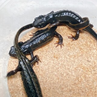 アマミシリケンイモリ3匹