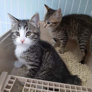 正式譲渡❤️地域猫レスキュー♥️風磨