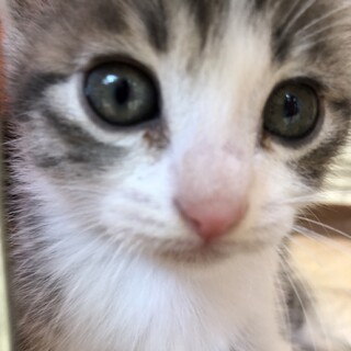 正式譲渡♥️地域猫レスキュー♥️結