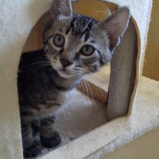 キジトラのユウ君里親さん募集一時停止