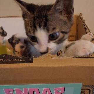 キジ白の陸和君里親さん募集一時停止