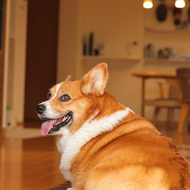 sakuratoayamiのカバー写真