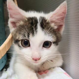 キジシロ２ヶ月子猫　男の子の家族募集中