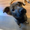 子犬らしく元気いっぱい【えふ】ちゃん♡ サムネイル3