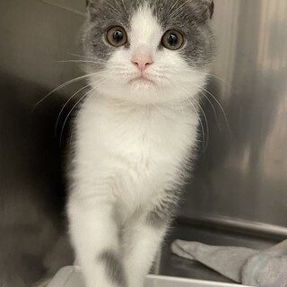 ブリティッシュ　2ヶ月　男の子