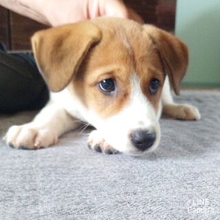 綺麗な顔立ちの女の子『あまのかわちゃん』