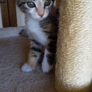 三毛白のラブちゃんの里親さん募集一時停止