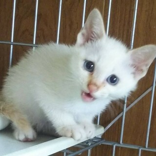 しずくちゃん^_^緊急里親募集中！！