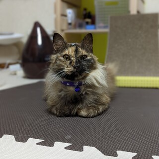 推定2-3歳齢のサビ長毛美人さん