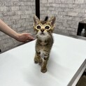 約2ヶ月齢のキジトラ男の子