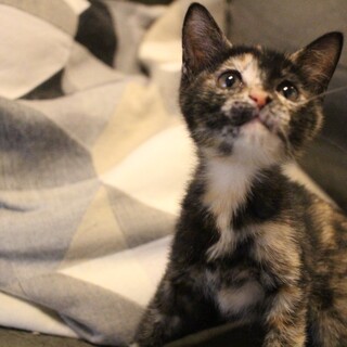 元気いっぱい甘えん坊の【ゆずちゃん】