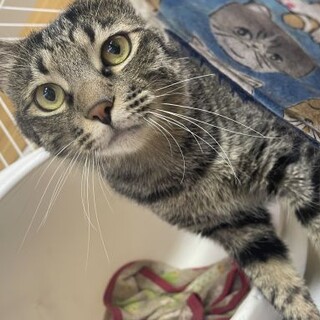 ニモちゃん　推定1才