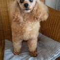 トイプードルのビィータくん