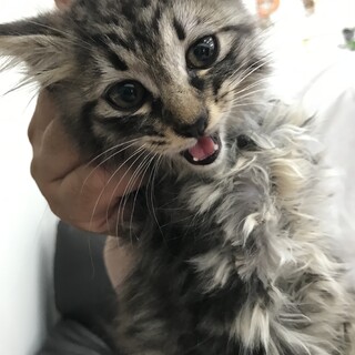 【ハンデあり】人馴れ抜群！長毛キジトラ子猫