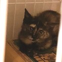 珍しい色の小さなサビ柄の子猫ちゃん