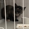 珍しい色の小さなサビ柄の子猫ちゃん サムネイル2