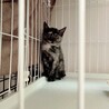 珍しい色の小さなサビ柄の子猫ちゃん サムネイル5