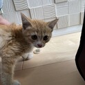 迷い猫の推定2ヶ月女の子保護中！里親様募集です。