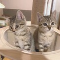 元気で甘えん坊！たくさん食べるよ！キジトラ子猫