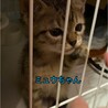 元気で甘えん坊！たくさん食べるよ！キジトラ子猫 サムネイル4