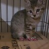 マイペースなおっとりさん！キジトラ子猫 サムネイル3