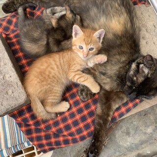 おっとりした茶トラの男の子