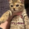 マイペースなおっとりさん！キジトラ子猫 サムネイル6