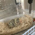 コザクラインコ雛の里親様募集です。