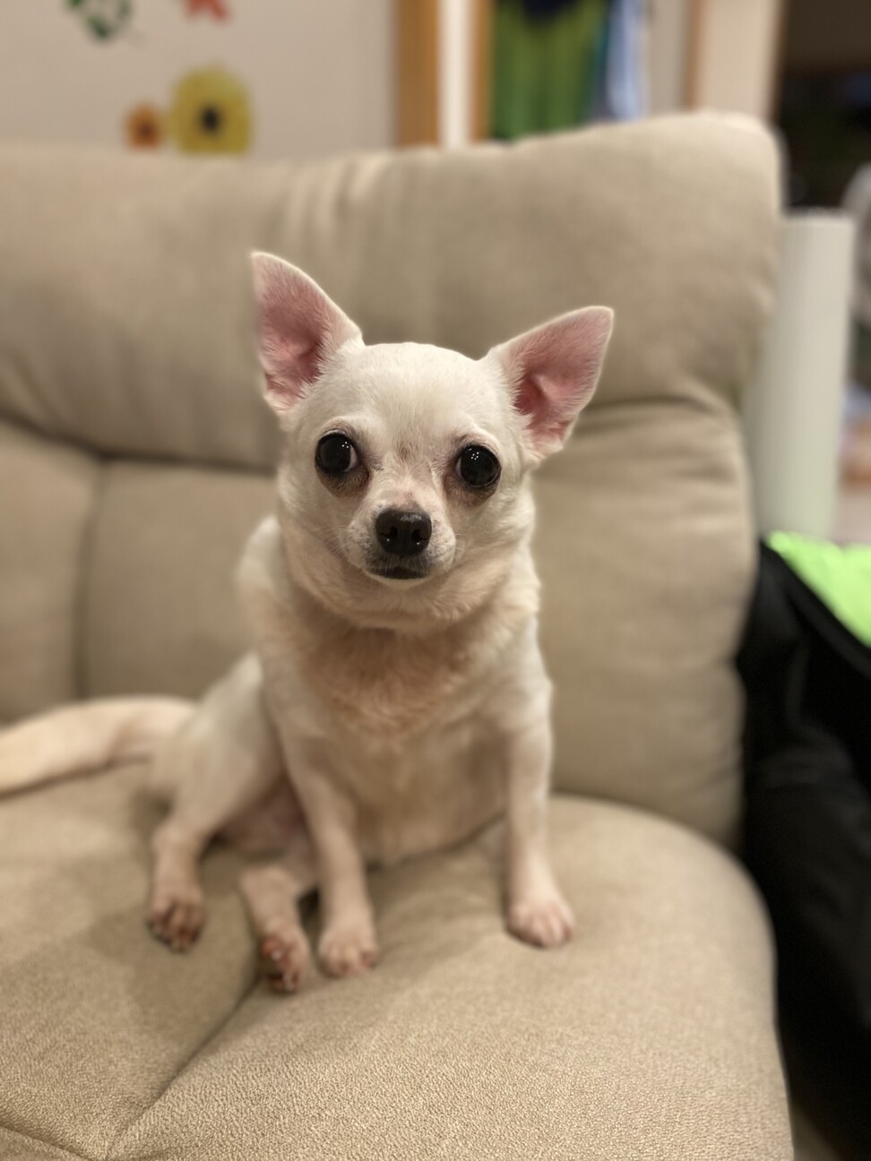 甘え上手なチワワのハナコ 愛知県 犬の里親募集 ペットのおうち 月間利用者150万人