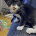 三つ子の白黒子猫オス
