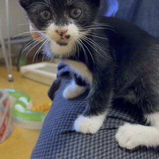 三つ子の白黒子猫オス