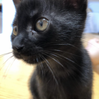 三つ子の黒猫子猫メス