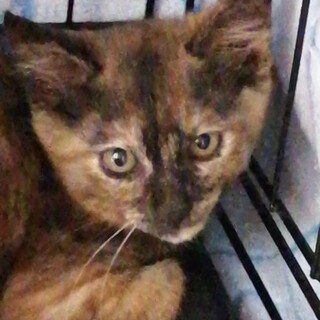 やんちゃな生後2ヶ月のサビ猫オスです！