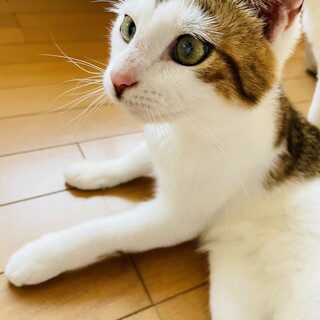 人馴れ抜群誰にでも甘えちゃう男の子！クック