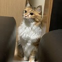 ★急募！長毛の三毛猫チビ