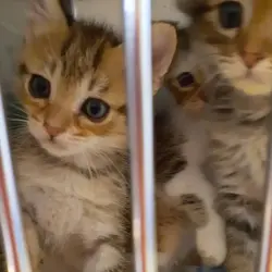 シュリのおうち犬猫譲渡会 サムネイル1