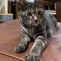 ★急募！キジ猫のキィ