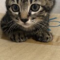 三つ子の子猫キジトラメス