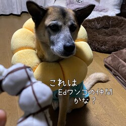「似たもの同志？」サムネイル2