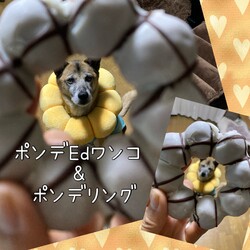 「似たもの同志？」サムネイル3