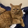 おじゃが丸