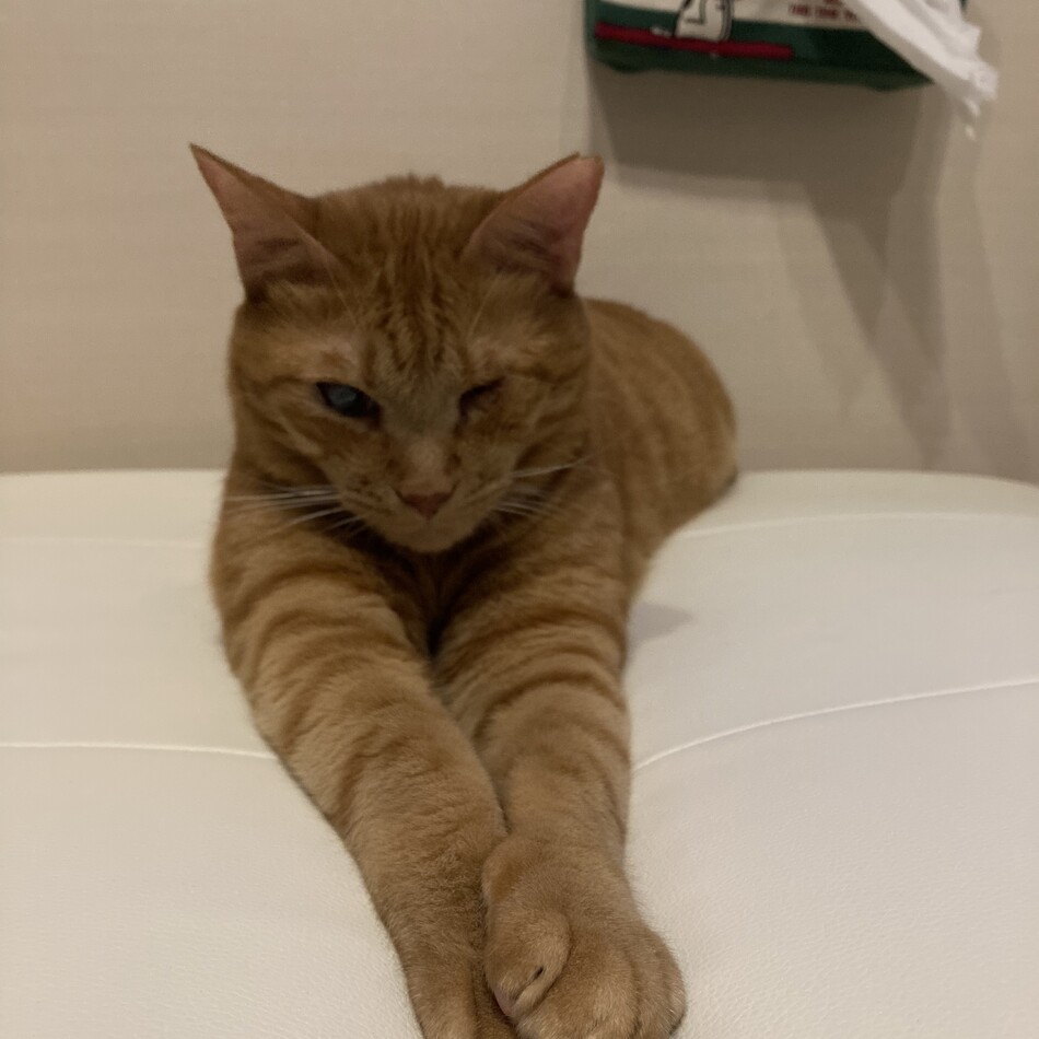 イチのカバー写真