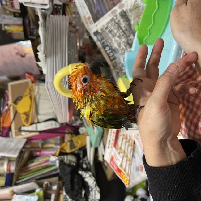 pero momoのカバー写真