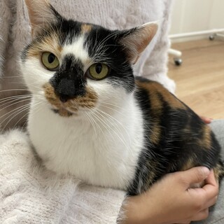 甘えん坊な三毛猫【みーちゃん】