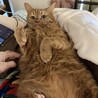 の写真
