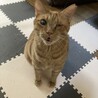 の写真
