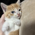子猫ฅ•ω•ฅ茶トラ男の子再募集